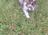 Grajewo ogłoszenia: Oddam kotki Grajewo - zdjęcie