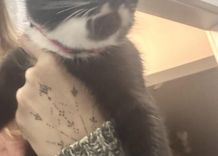 Grajewo ogłoszenia: Znalazłam kota. Czeka na właściciela