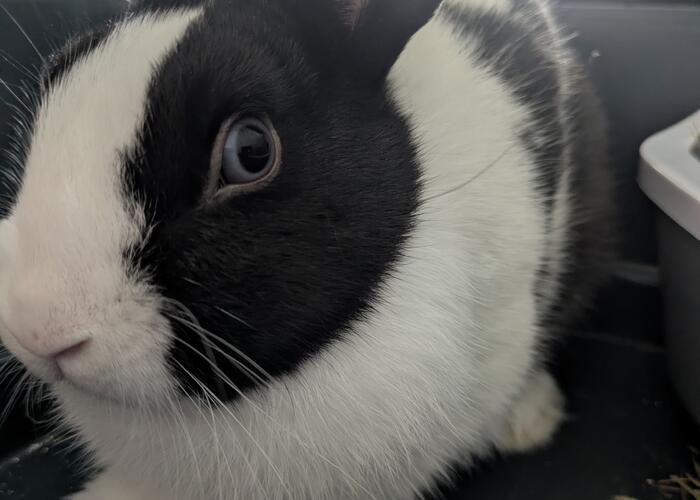 Grajewo ogłoszenia: Oddam królika miniaturkę samca, ma 4 miesiące.